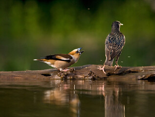 Appelvink, Hawfinch, Coccothraustes coccothraustes