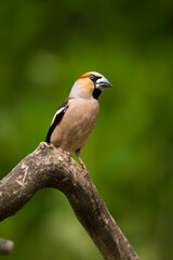 Appelvink, Hawfinch, Coccothraustes Coccothraustes