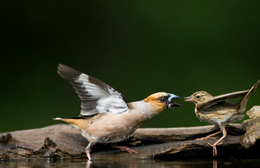 Appelvink, Hawfinch, Coccothraustes Coccothraustes