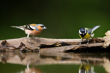 Vink en Koolmees, Common Chaffinch and Great Tit, Fringilla coelebs and Parus Major