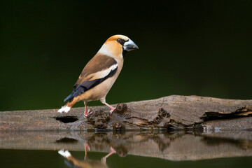 Obraz premium Appelvink, Hawfinch, Coccothraustes Coccothraustes