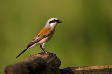 Grauwe Klauwier, Red-backed Shrike, Lanius collurio