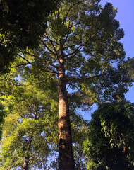 Fototapeta premium low angle view of a tree in the forest