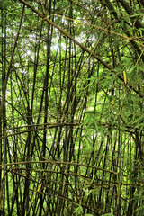 Obraz premium Bamboo forest background, Nature scene