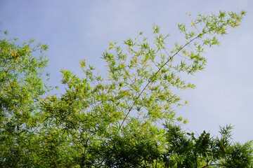 Bamboo tree canopy with blue sky background