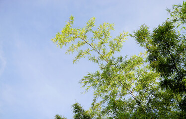 Bamboo tree canopy with blue sky background