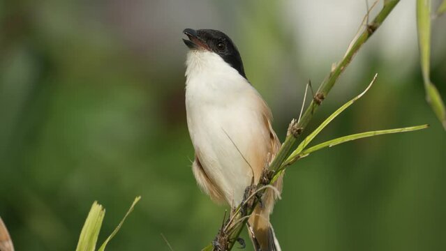 Extreme Close-up Long-tailed Shrike Chittering Perched on Twig and Flies Away,  (Lanius Schach) or Black-headed Shrike