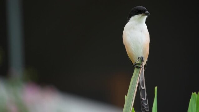 Long-tailed Shrike or Rufous-backed Shrike (Lanius Schach) Perched Chittering