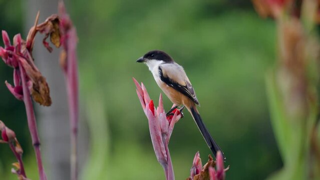 Long-tailed Shrike or Rufous-backed Shrike (Lanius Schach) or Black-headed Shrike Perched on Red Canna Flower and Swaying with Long Black Tail