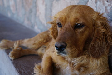 golden retriever puppy