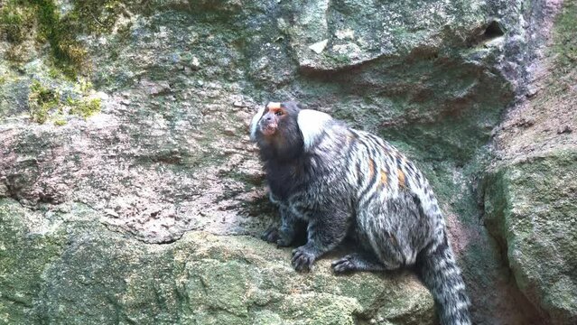 Zari Bilder Durchsuchen 181 Archivfotos, und Videos