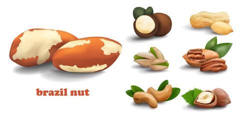 Brazil nuts, macadamia nuts, pistachios, cashew pecans, peanuts and hazelnuts. set of realistic vector nuts isolated on white background