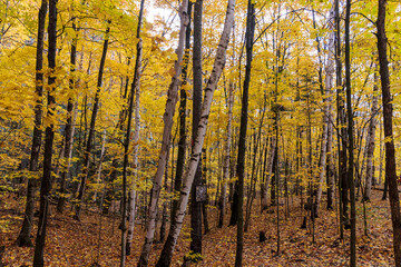 Trees with fall colors at Montagne d'argent. Quebec. Canada.