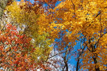 Trees with fall colors at Montagne d'argent. Quebec. Canada.