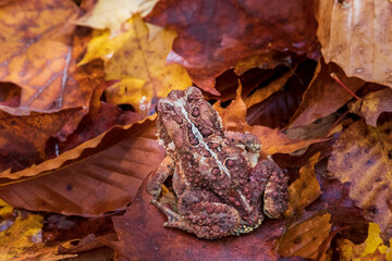 Toad under leaves with fall colors at Montagne d'argent. Quebec. Canada.