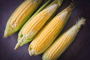Corn on the cob, Sweet corn for cooking food, Fresh corn on dark background, Harvest ripe corn organic