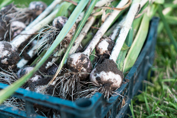 Obraz premium Close-up of blue plastic box full of fresh unwashed dirty heads of garlic with long green leaves with clumps of mud.