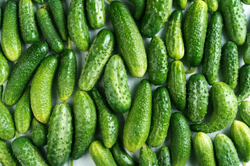 Top view of fresh ripe bright cucumbers lying in rows on table. Harvest, autumn, agriculture, vegetable, healthy eating.