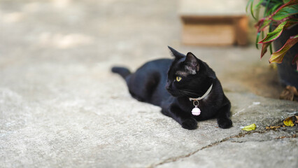 Black cat looking sideways on concrete.