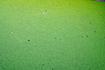 Green layer of algae in stay water as background with a lot of copy space observed from top.