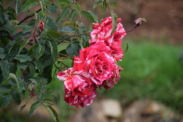 pink rose