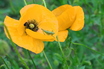Fototapeta premium yellow poppy flower on thin stem and grasshopper on green blurred background. Selective focus