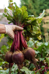 Cropped photo of man wearing disposable glove, gathering holding plucking digging out bunch of ripe...