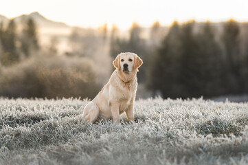 Golden Retriever Hund Sonnenaufgang in den Bergen