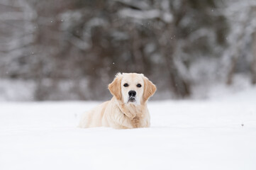 Golden Retriever im Schnee liegend frontal