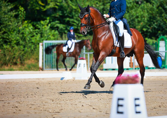 Dressage horse with rider galloping up during a competition test..