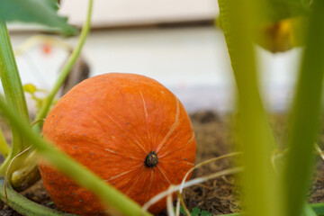 Close-up of ripe orange pumpkin lying on ground among green leaves on garden-bed in vegetable...