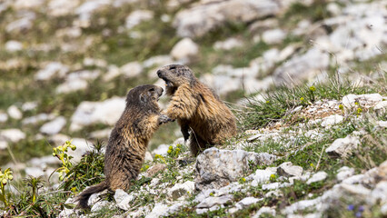 Fight of two marmots in a stone field, Vercors