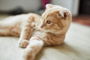Scottish fold ginger young cat lying on the floor at home, playful kitten, funny, love domestic pets.