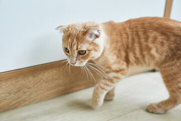 Scottish fold ginger young cat on at home, playful kitten, funny, love domestic pets.