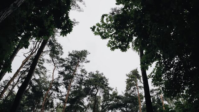 Dark forest and tree trunks against a cloudy sky. Trees rise to the sky