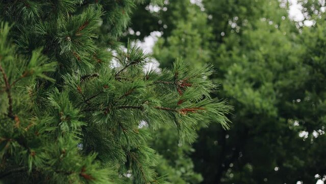 red pine needlesThe branches of the Christmas tree are taken in close-up. Natural landscape near