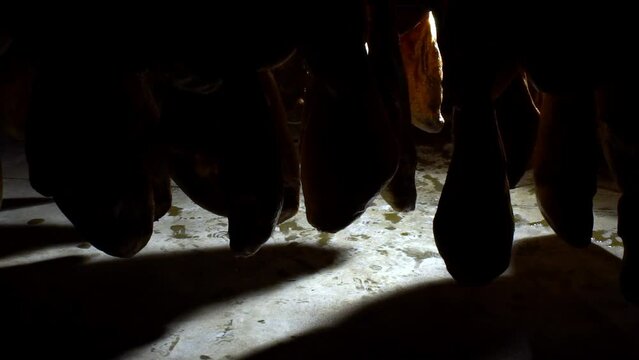 artsy singular jamon serrano pig legs hanging in a industry legs of Iberian ham, where it is seen in the reflections of light on the black brown skin of Iberian pig on huge factory  with good lighting