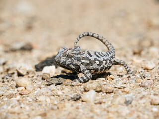Africa, Namibia, Namaqua chameleon in namib desert, close up