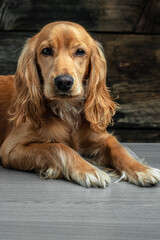 Cocker Spaniel dog looking to the side on a dark background, vertical image. place for text