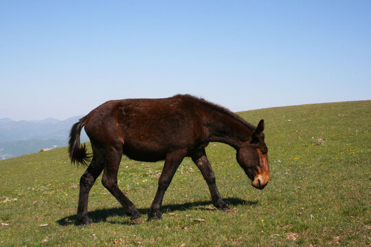 horses grazing on the Tuscan-Emilian Apennines