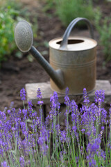 garden and horticulture © Sergii Mostovyi