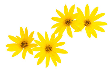 Heliopsis flowers isolated