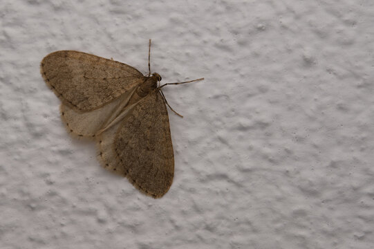 Kleiner Frostspanner (Operophtera brumata)