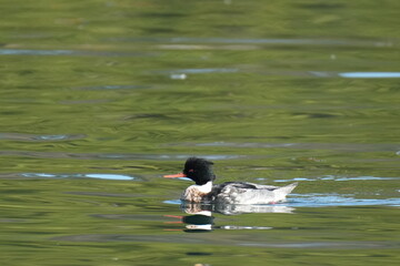 red breasted merganser in a sea