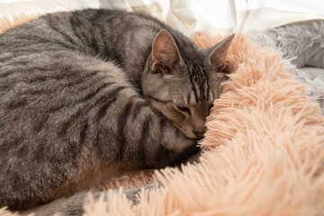 Naklejka premium 寝ている猫 サバトラ猫