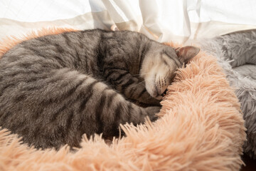 Naklejka na ściany i meble 寝ている猫　サバトラ猫