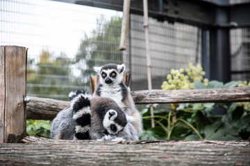 ワオキツネザル／Ring-tailed Lemur
