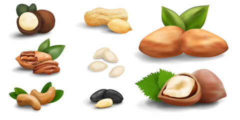 A large set of nuts and seeds of various types. Realistic vector graphics. All nuts icons isolated on white background