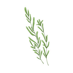 Leaf branch of rosemary herb. Herbal plant, leaves and stem of fresh provence seasoning, organic green condiment, flavoring. Aromatic sprig. Hand-drawn vector illustration isolated on white background