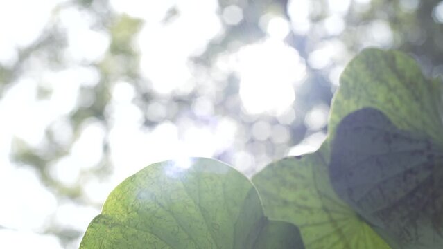 Flare sunlight in morning against to green leaf Lotus , feeling calm and tranquil